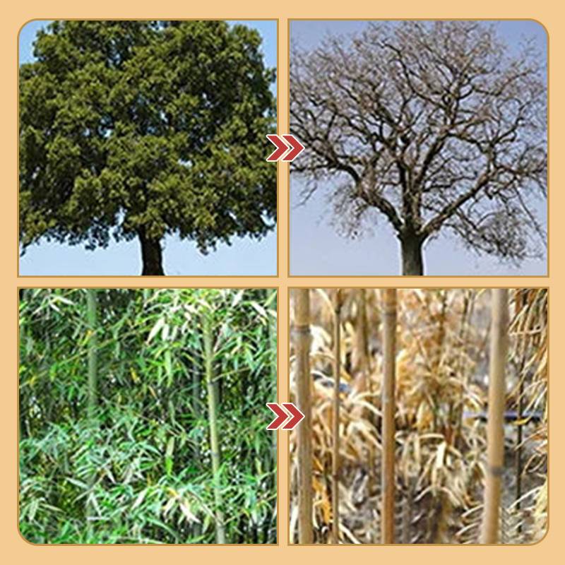 Cyclosinone Herbicide Granules 🔥 LIMITED TIME OFFER 🔥 all type tree and grass