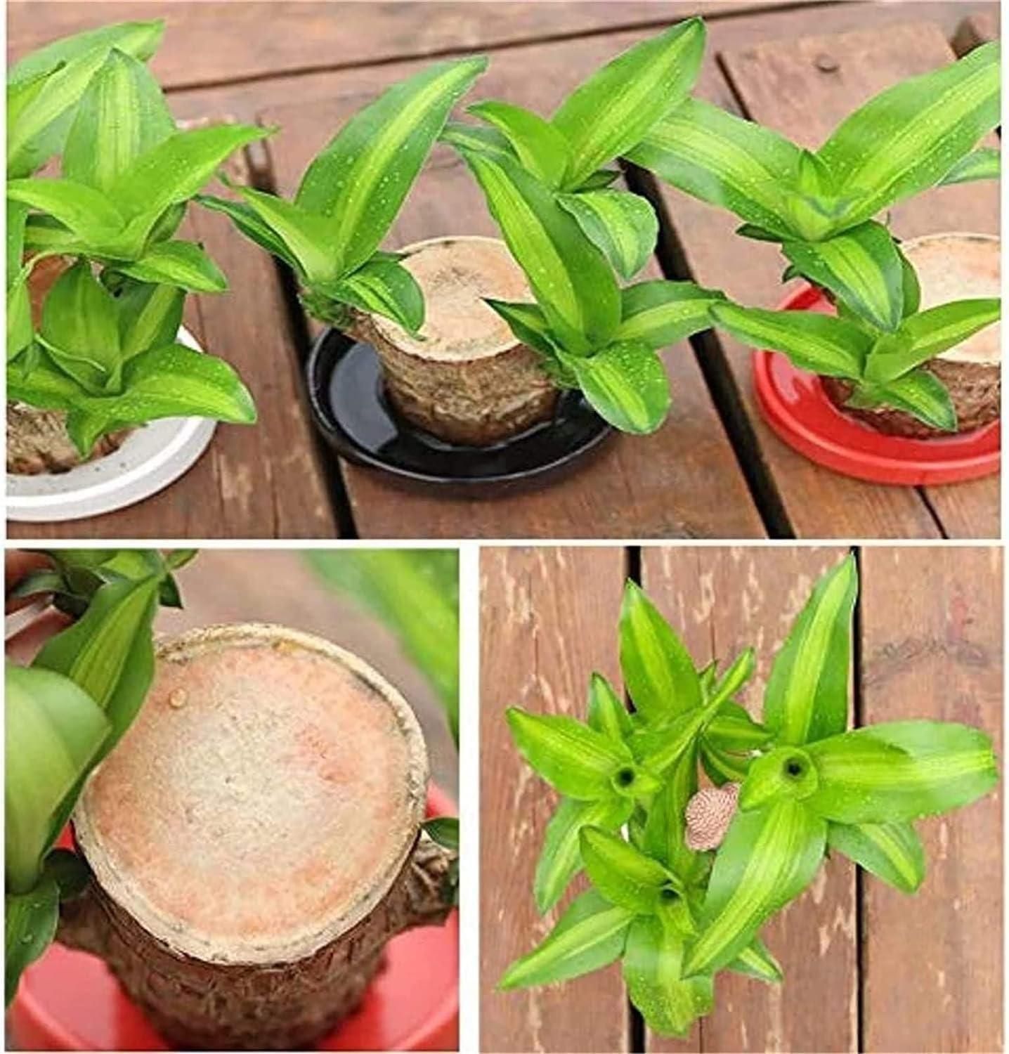 🔥 LAST DAY SALE - 50% OFF🔥 LUCKY BRAZIL WOOD POTTED PLANT-2.16inch🎊-GERMINATE WITHIN THREE DAYS