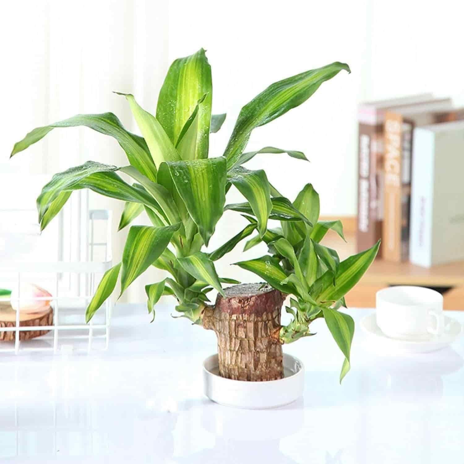 🔥 LAST DAY SALE - 50% OFF🔥 LUCKY BRAZIL WOOD POTTED PLANT-2.16inch🎊-GERMINATE WITHIN THREE DAYS