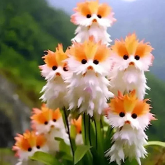 🐱Magical plants! 🌈Cat's eye dazzling seeds + Free Organic Pot mix