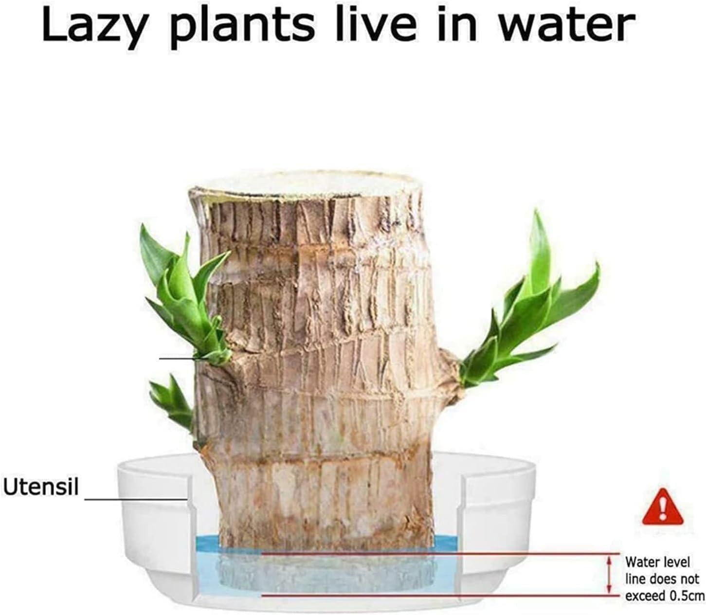 🔥 LAST DAY SALE - 50% OFF🔥 LUCKY BRAZIL WOOD POTTED PLANT-2.16inch🎊-GERMINATE WITHIN THREE DAYS