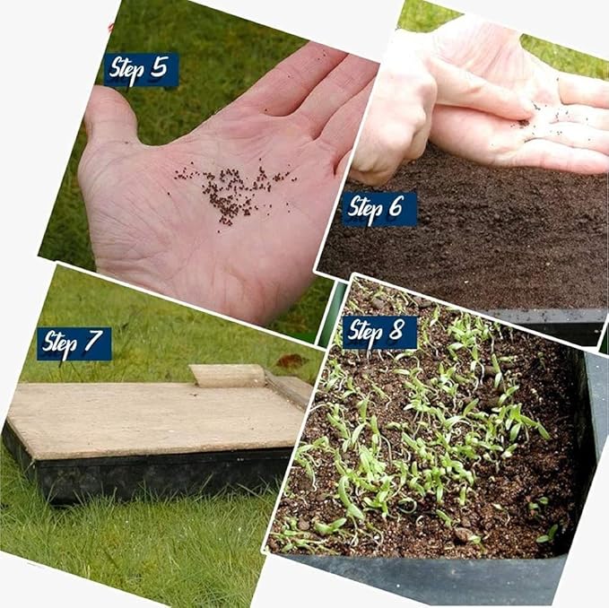 Thumb Cucumber-Golden Boy Lady Cucumber 500 seeds buy 1 get 1 free pack