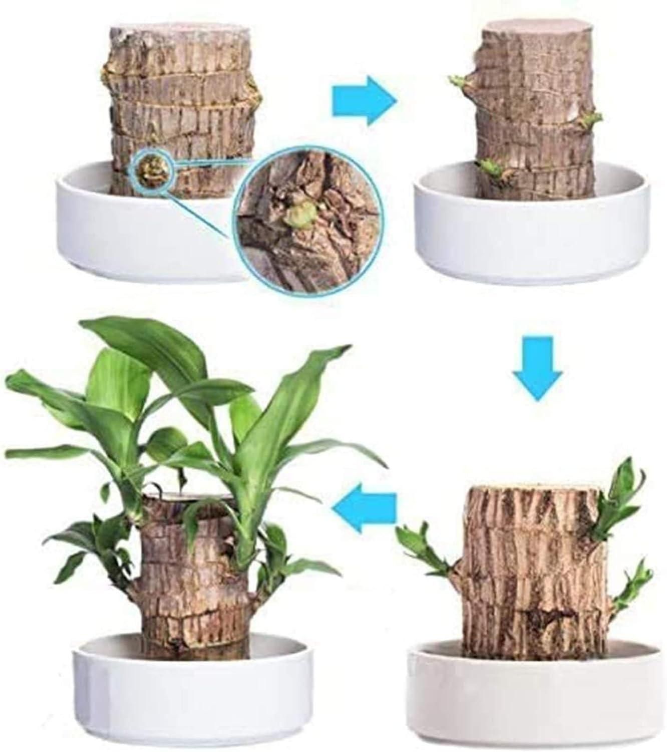 🔥 LAST DAY SALE - 50% OFF🔥 LUCKY BRAZIL WOOD POTTED PLANT-2.16inch🎊-GERMINATE WITHIN THREE DAYS