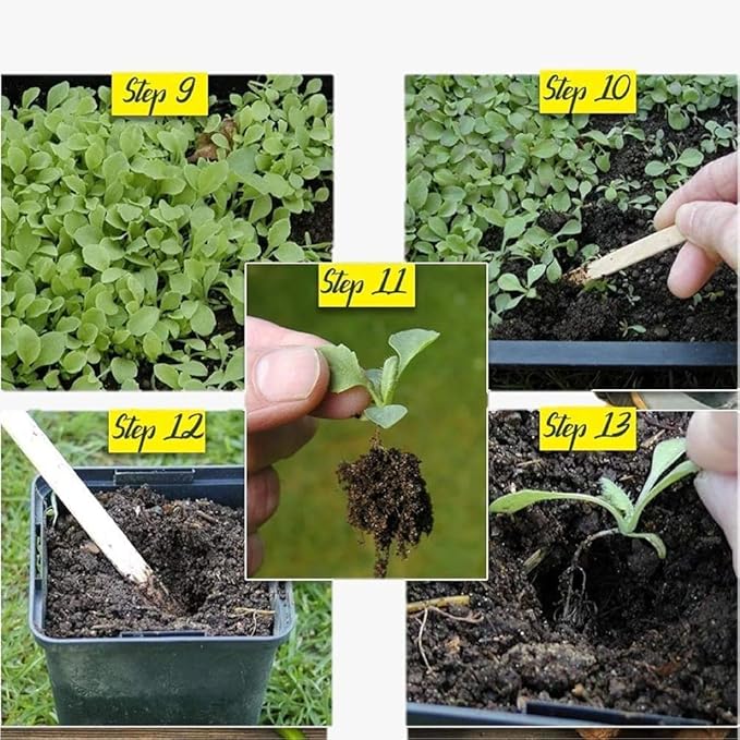 Thumb Cucumber-Golden Boy Lady Cucumber 500 seeds buy 1 get 1 free pack