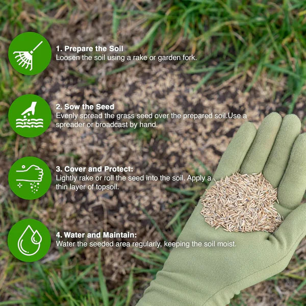 🌱 Four Seasons Evergreen Dwarf Grass Seed | Create Your Perfect Lawn, Starting Here! 500GX2=1 KG BUY 1 GET 1 FREE