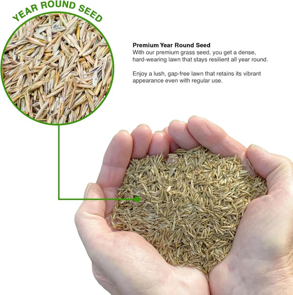 🌱 Four Seasons Evergreen Dwarf Grass Seed | Create Your Perfect Lawn, Starting Here! 500GX2=1 KG BUY 1 GET 1 FREE