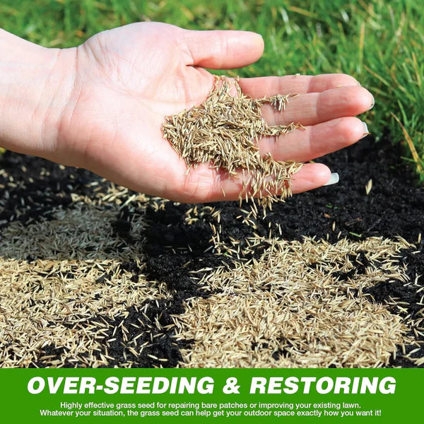 🌱 Four Seasons Evergreen Dwarf Grass Seed | Create Your Perfect Lawn, Starting Here! 500GX2=1 KG BUY 1 GET 1 FREE