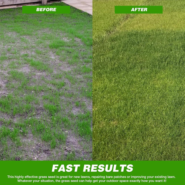 🌱 Four Seasons Evergreen Dwarf Grass Seed | Create Your Perfect Lawn, Starting Here! 500GX2=1 KG BUY 1 GET 1 FREE