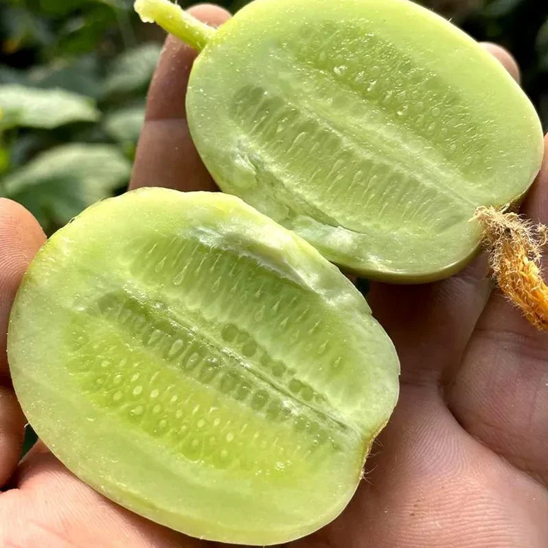 Thumb Cucumber-Golden Boy Lady Cucumber 500 seeds buy 1 get 1 free pack