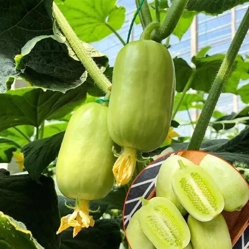 Thumb Cucumber-Golden Boy Lady Cucumber 500 seeds buy 1 get 1 free pack