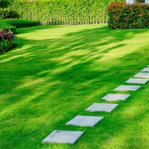 🌱 Four Seasons Evergreen Dwarf Grass Seed | Create Your Perfect Lawn, Starting Here! 500GX2=1 KG BUY 1 GET 1 FREE